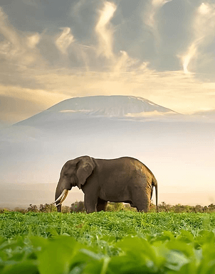 Ngorongoro Crater
