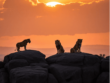 Safari